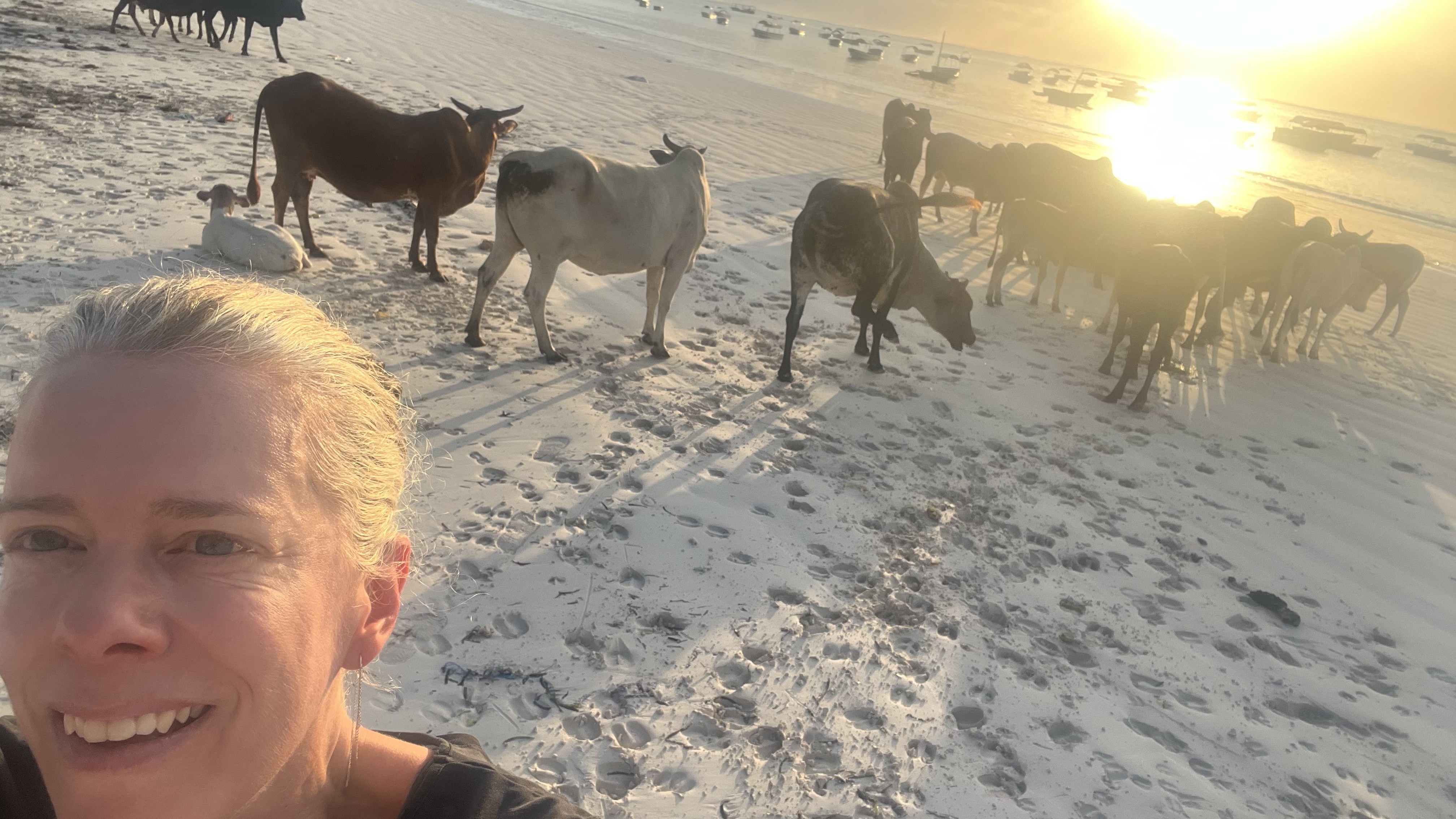 Ann Verlinden op een strand met koeien bij zonsondergang