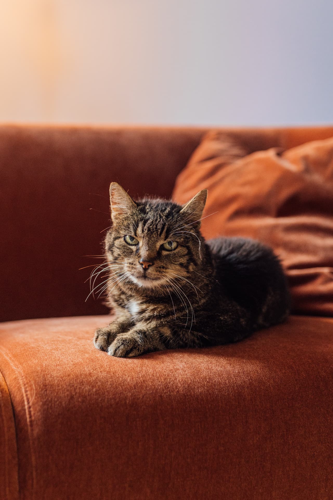 Baltazar, de kat, op de oranje zetel